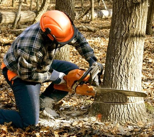 Tree Removal in Pullman, WV